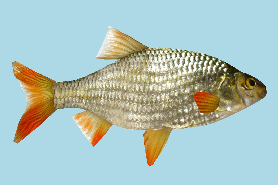 魚(yú)