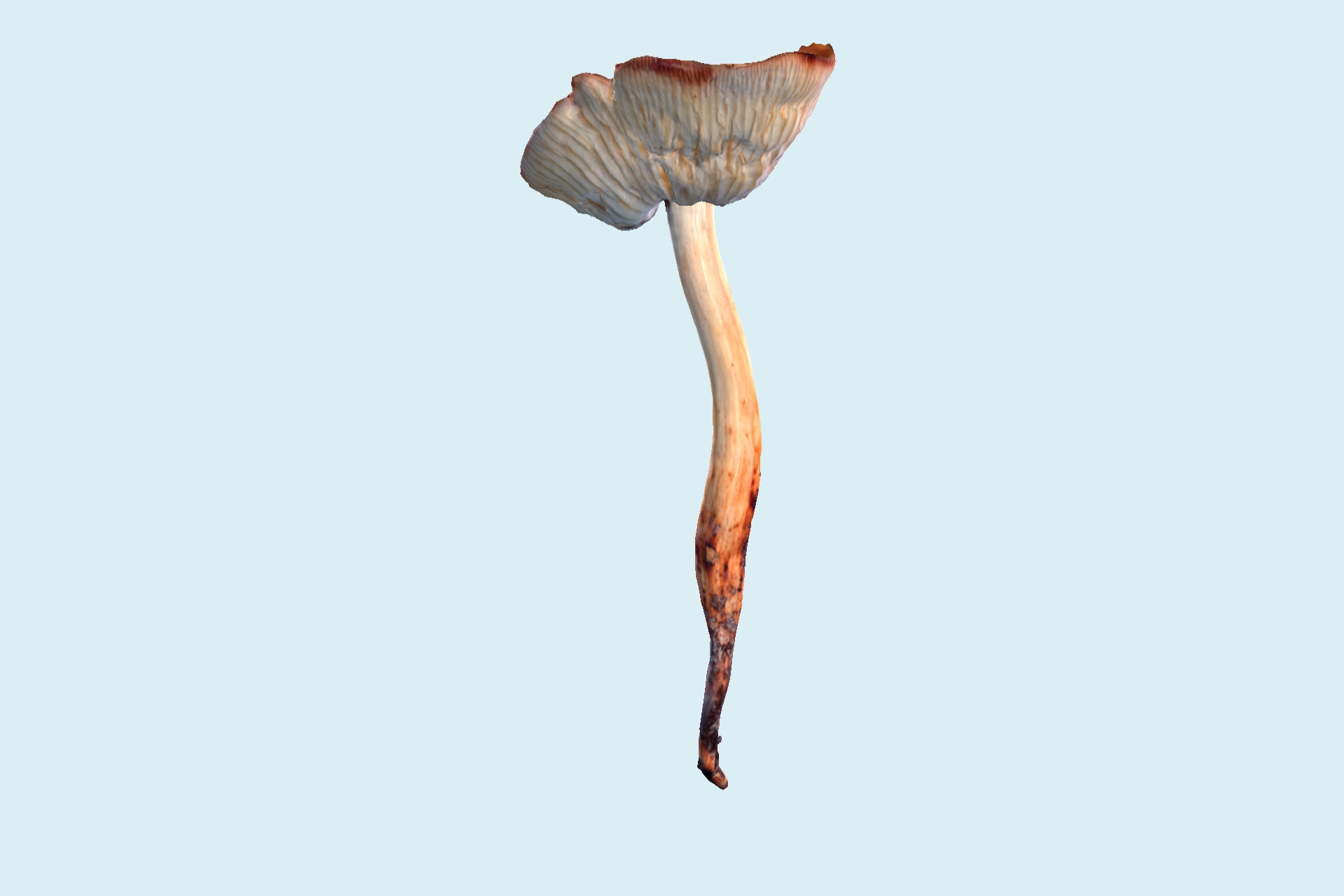 蘑菇02