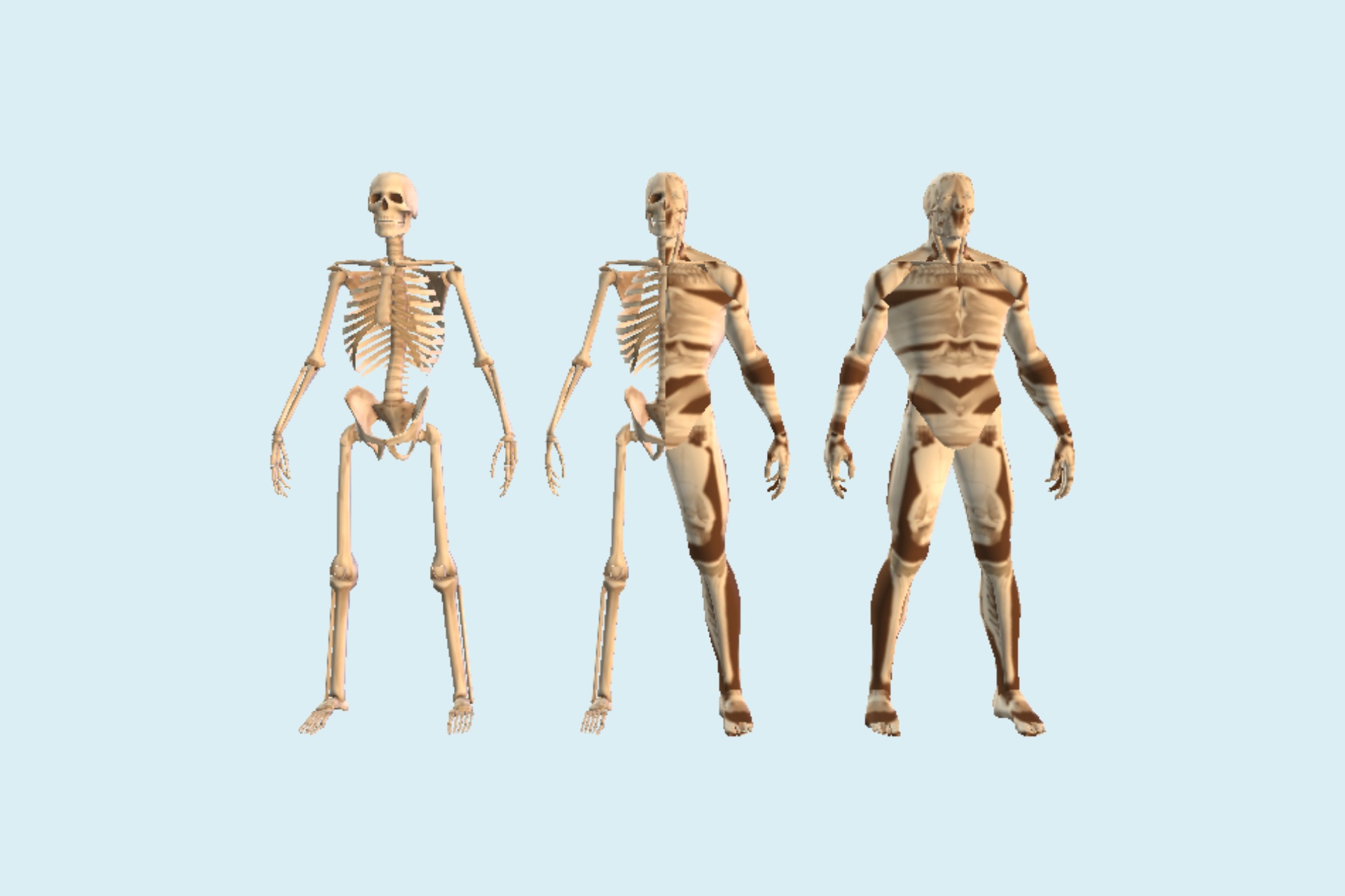 人体骨骼肌肉示意图