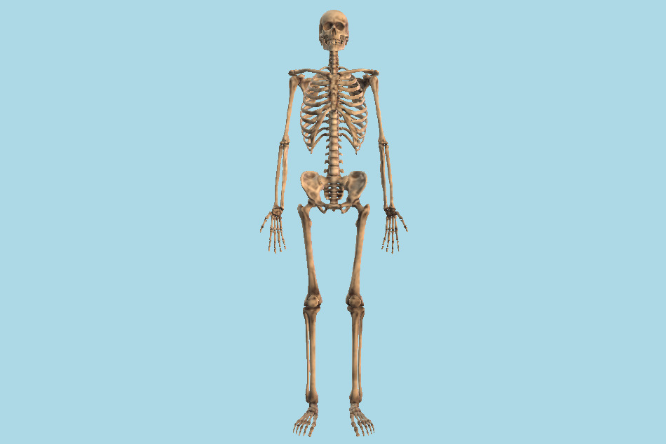 人体骨骼骨架