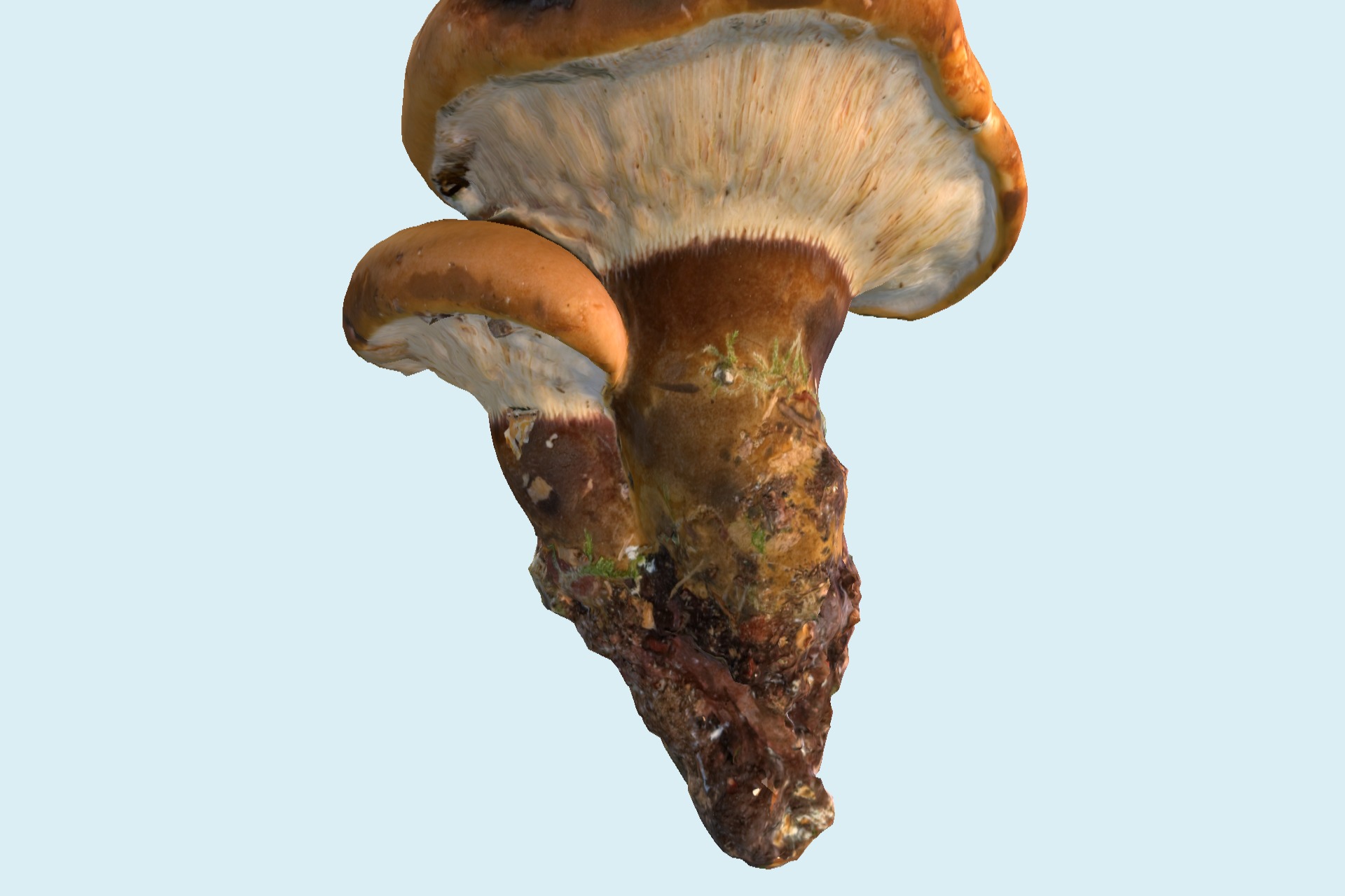 大蘑菇12