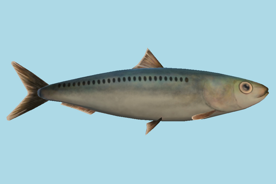 鱼3d模型