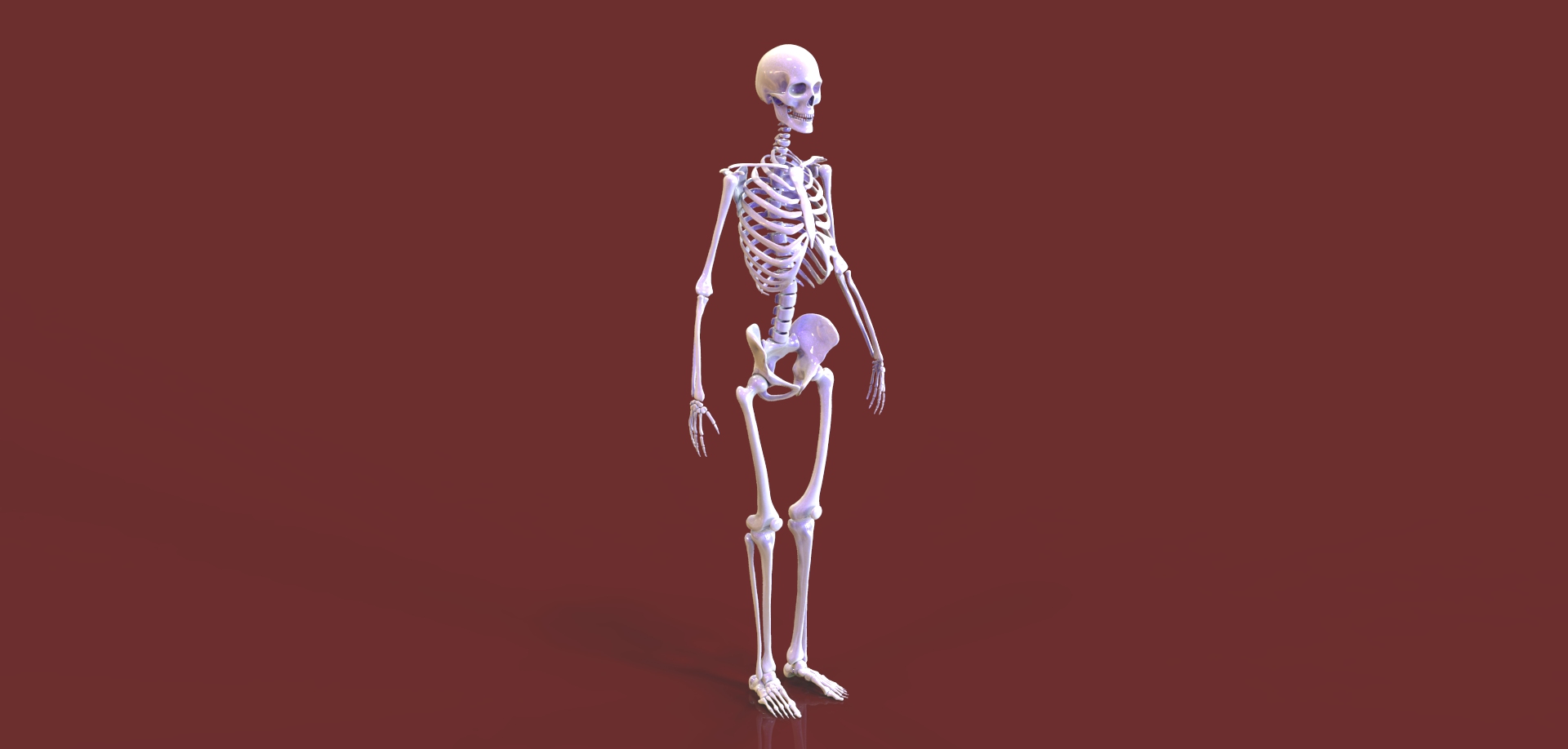 人体骨骼.stl