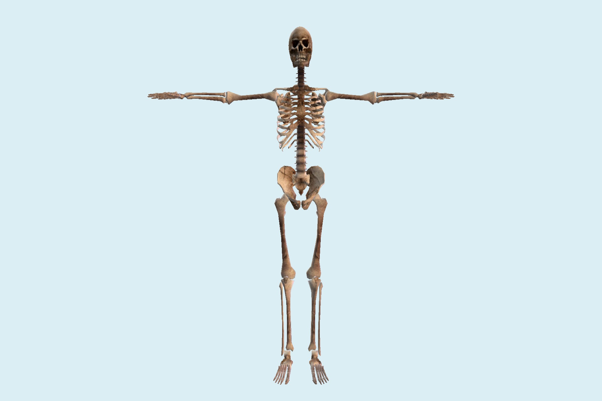人体骨架