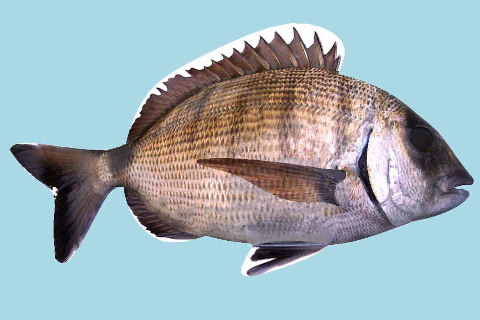 鯛魚(yú)