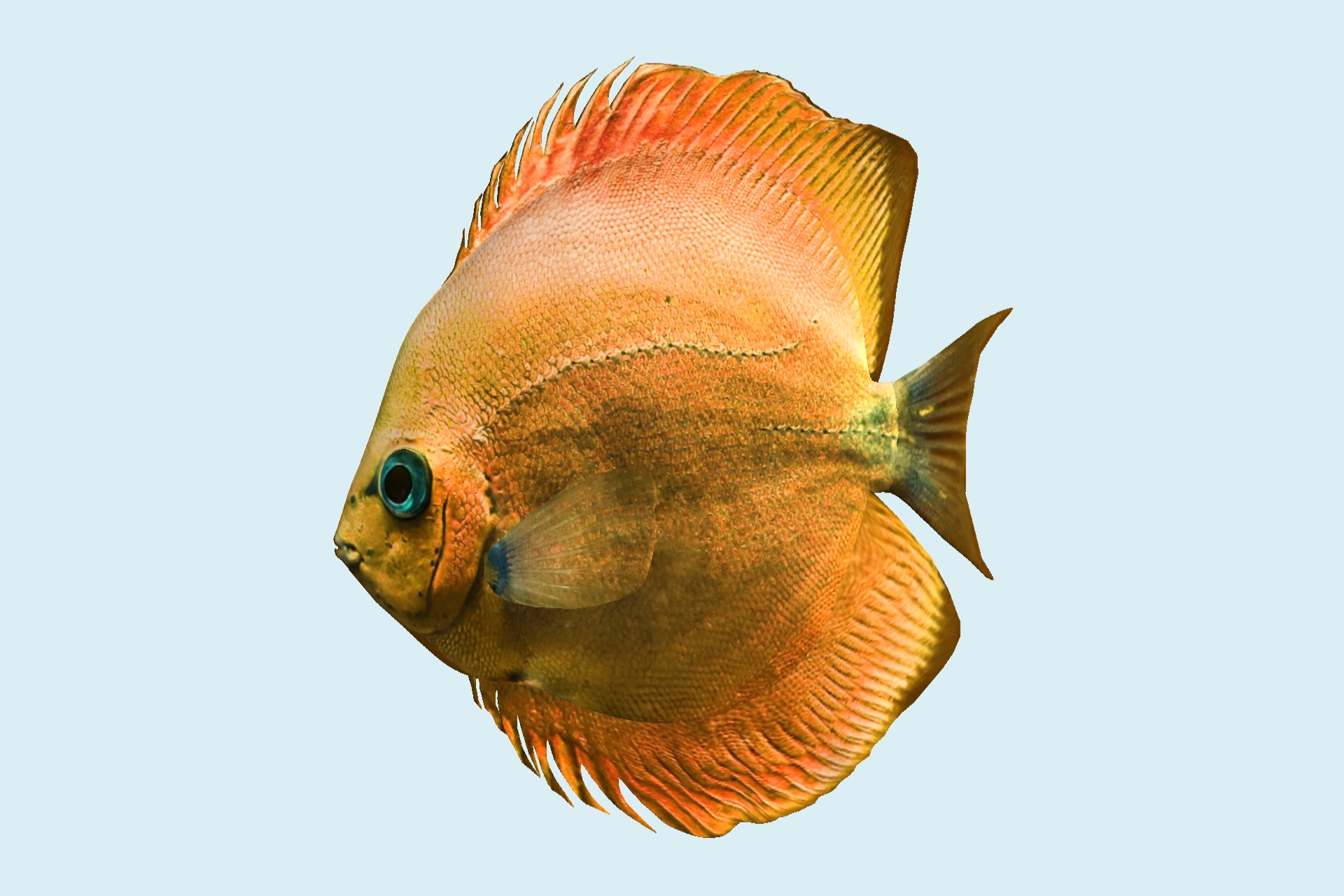 熱帶魚(yú)7