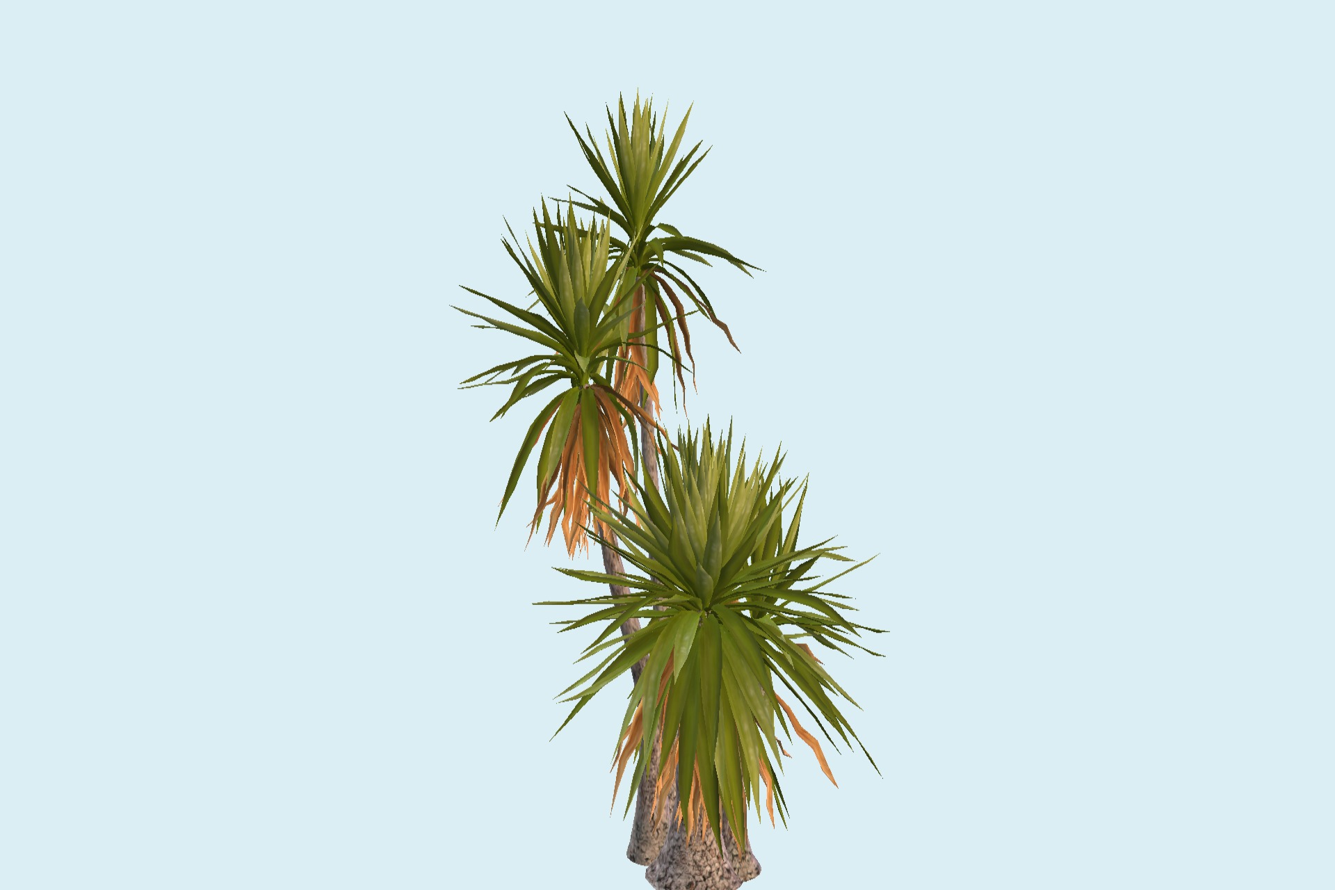 棕榈树芦荟-N10118