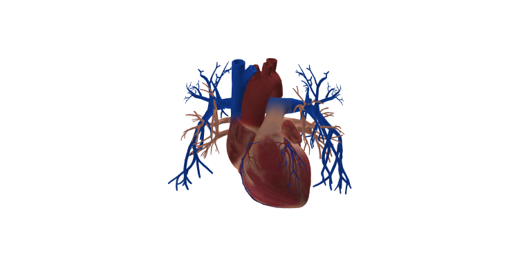 心脏及动脉血管器官