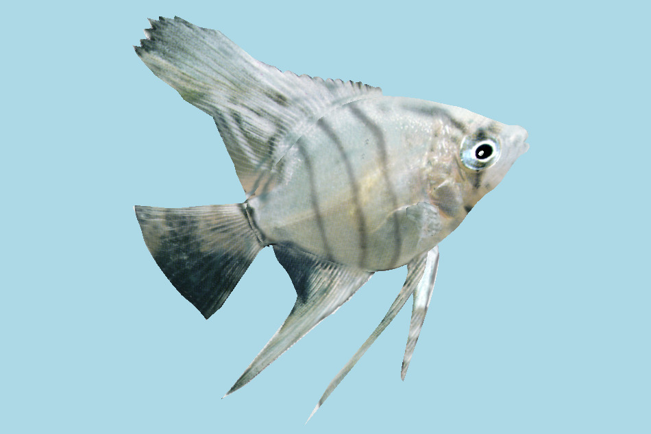 魚