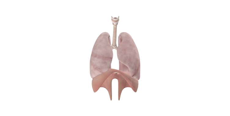 肺部模型