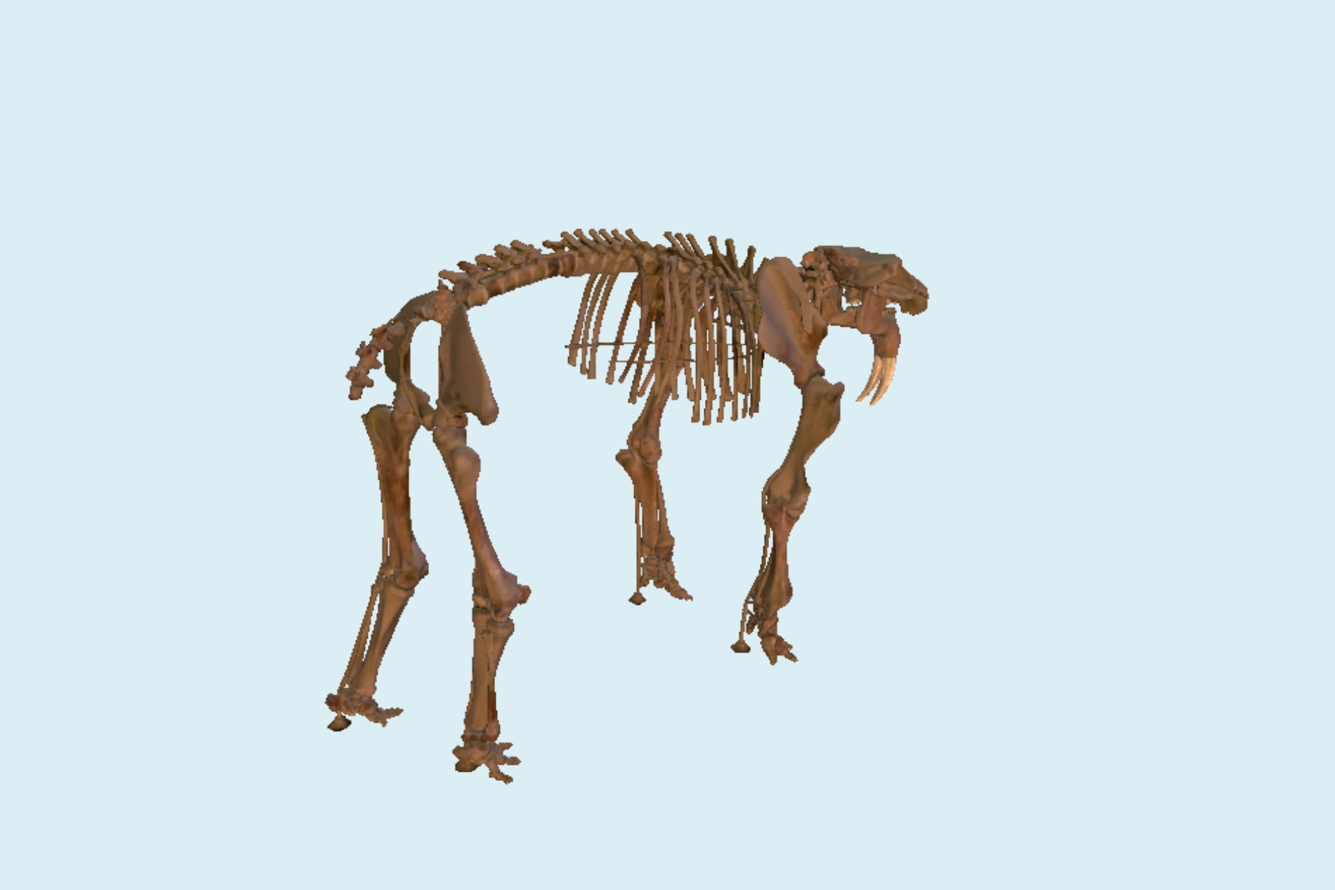 远古动物骨架