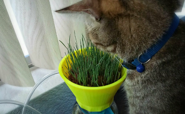 猫草用水箱盖