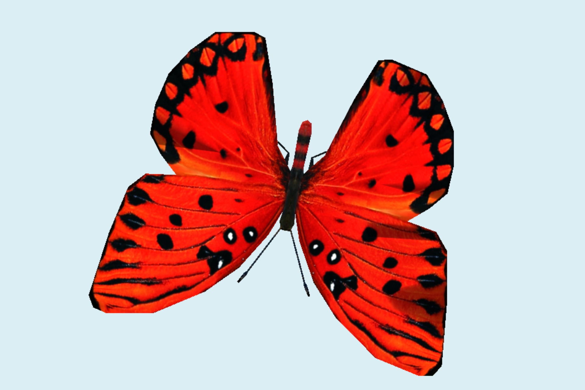 红蝴蝶