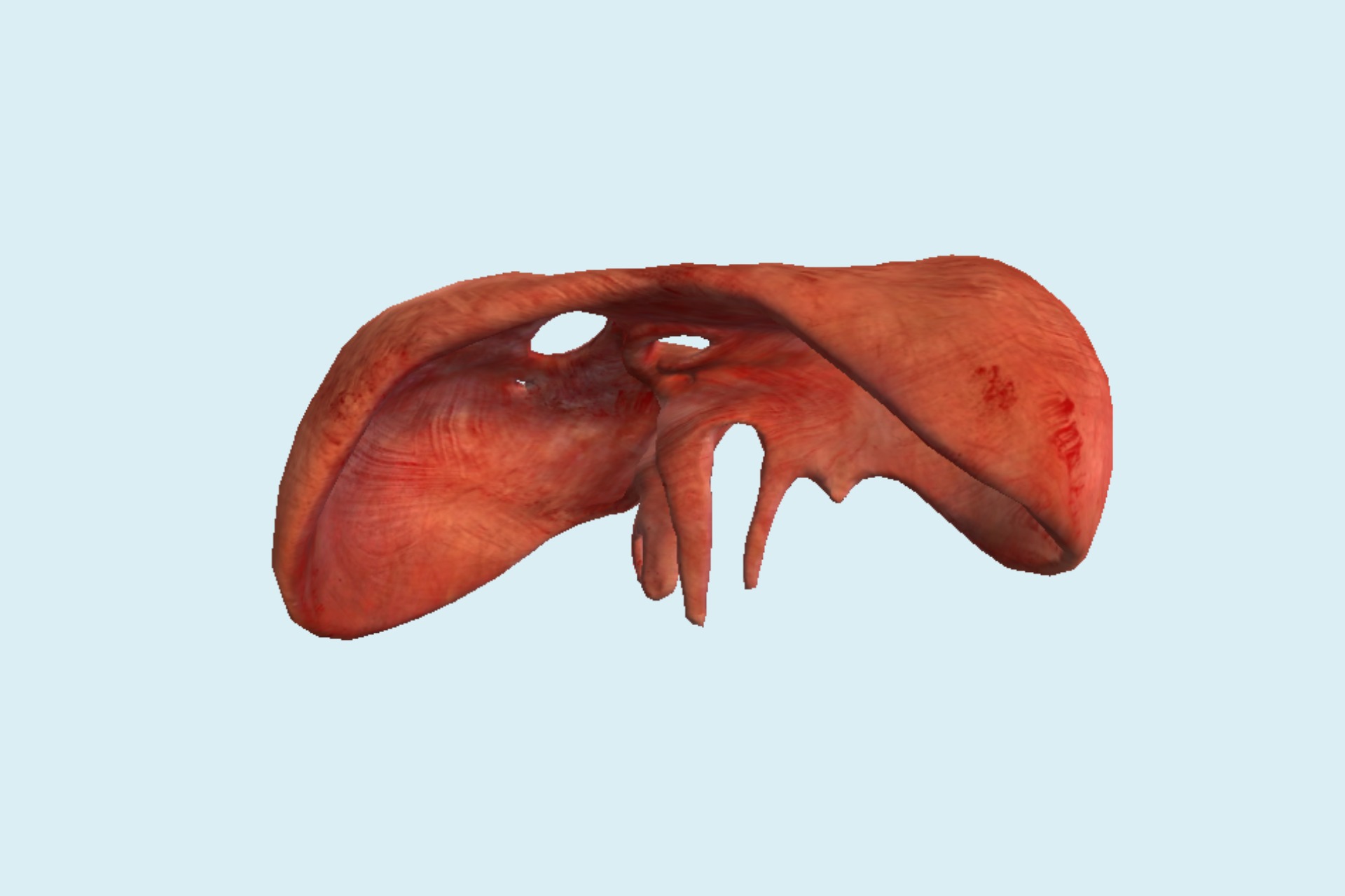 健康的肝脏素材-健康的肝脏图片-健康的肝脏素材图片下载-觅知网