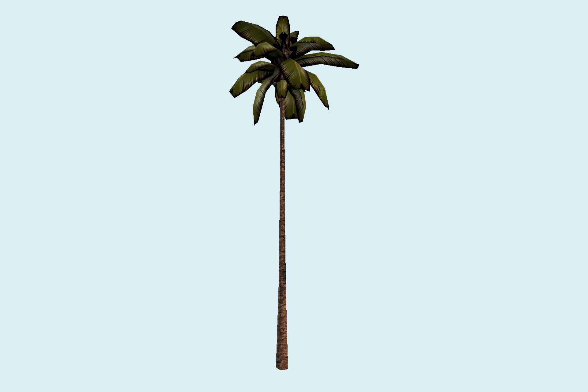 棕榈树矮树