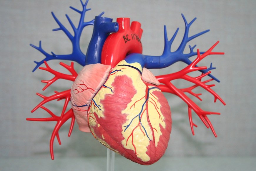 3d打印在心脏模型中的有效性