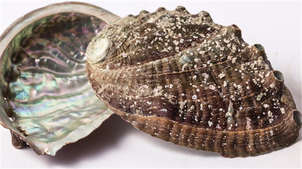 美國陸軍研究3D打印陶瓷防彈衣