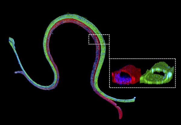 生物3D打印血管化近端小管模仿人体肾功能