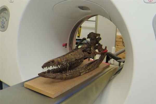 CT扫描+3D打印再现2亿年前的海怪头骨